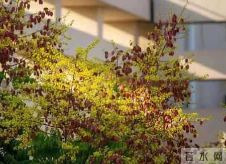 校园风景线,校园风景线广播稿