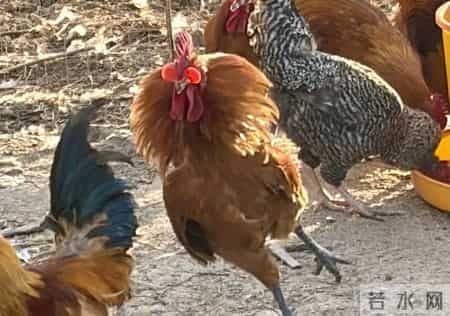 半年战死70多只，“战斗鸡”缘何好斗？无奈给公鸡戴眼镜障目，鸡场期待行家揭秘并支招