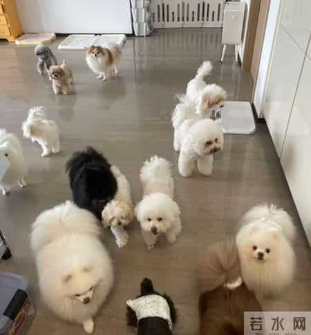 新春走基层｜留深5年，给“毛孩子”过个温暖年