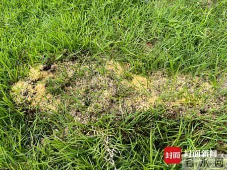人蚁大战谁会胜？成都金堂一公园疑遭红火蚁入侵