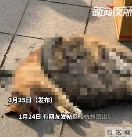 公寓管理员持杆打翻垃圾小猫,杭州虐猫事件后续：五只猫咪遭摔死勒死，警方介入，更多内幕曝光