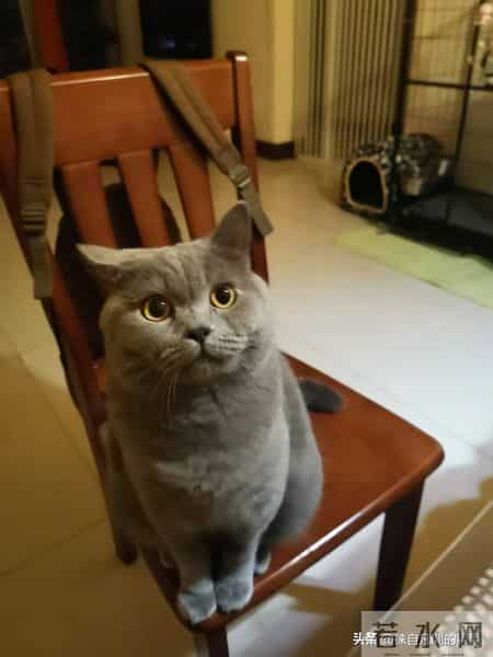 你虽然是一只普通的小猫咪,来到我们身边其实是上天的安排