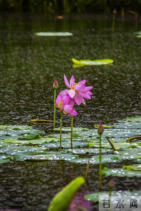伊人在水,伊人在水一方全诗句