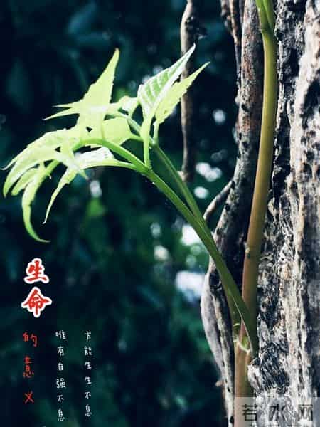 我眼中的自己,张晓磊情感爆款文章-镜中影，心中我：最难看清的自己