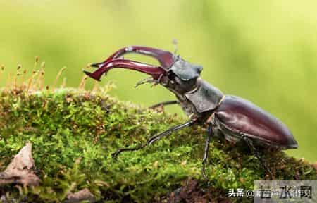 变形记,如何写出故事感——阿宝老师的“作文经”(二二七)