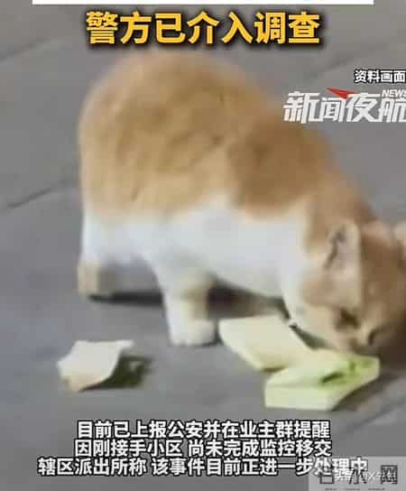 公寓管理员持杆打翻垃圾小猫,杭州虐猫事件后续：五只猫咪遭摔死勒死，警方介入，更多内幕曝光