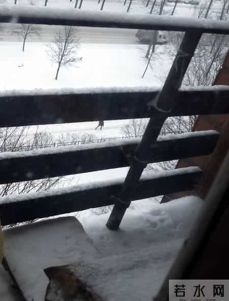 我的动物朋友小猫,我的动物朋友小猫600字