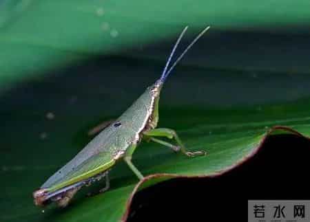 中秋散文,仲秋抒怀(散文)