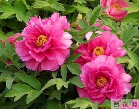 抒情文章,抒情文章