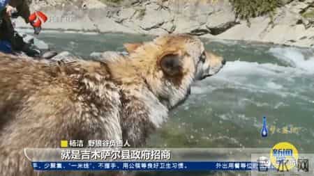 关于狼的文章,与狼为伴!她是深山峡谷守护狼群的"女狼王"