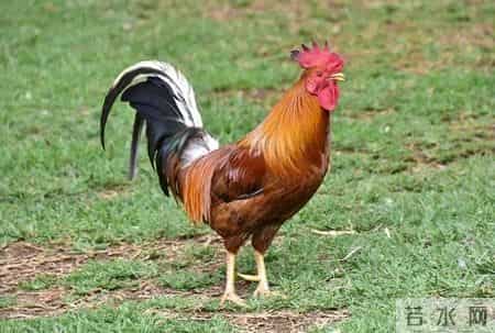 分享图片，威武漂亮的大公鸡。