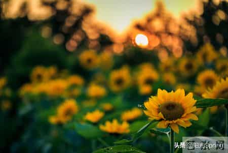 眼光灿烂的日子,眼光灿烂的日子