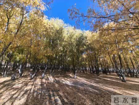 科学与健康丨青藏高原咋种树？雌雄互补，菌肥增效