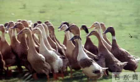 性暗示，官僚讽刺，长大后我才弄明白《三毛从军记》里的那些隐喻