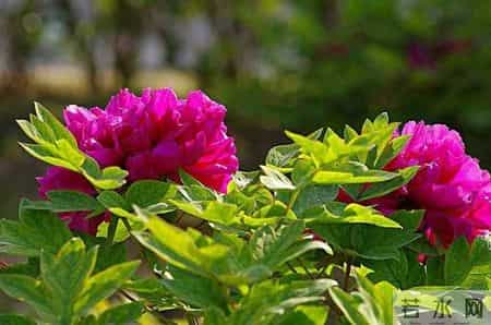 抒情文章,抒情文章