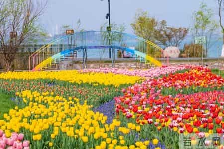 奶牛舞,80万株鲜花织出彩虹地毯,郁金香领衔武汉植物园荷兰风情节