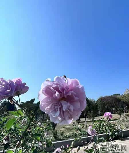 非常女生,非常女生杨红樱电子书