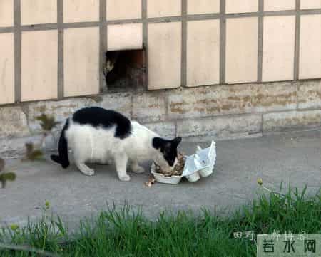 我的动物朋友小猫,我的动物朋友小猫600字