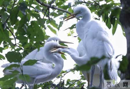 教学工作总结：2024年四年级语文下册教学工作总结