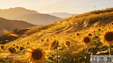 情感爆款文章：最高级的爱，是学会体面放手_0