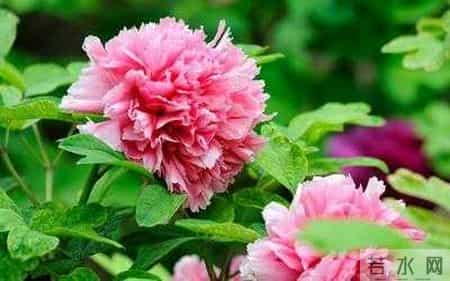 抒情文章,抒情文章