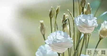 非常女生,非常女生杨红樱电子书