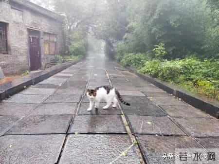 小核桃 yóu动物园 自我介绍