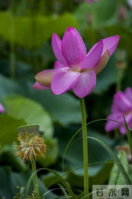 伊人在水,伊人在水一方全诗句