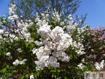 花木春秋393：紫丁香 - 春风解却千千结