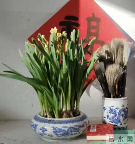 水仙花开