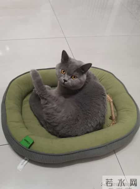 你虽然是一只普通的小猫咪,来到我们身边其实是上天的安排