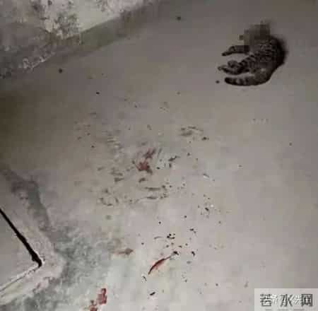 公寓管理员持杆打翻垃圾小猫,杭州虐猫事件后续：五只猫咪遭摔死勒死，警方介入，更多内幕曝光