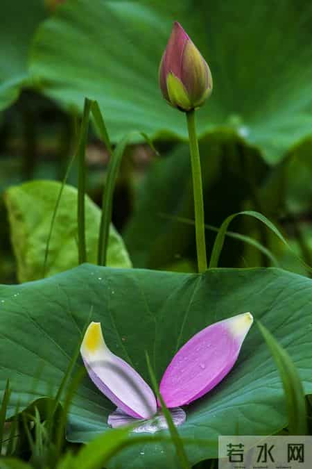 伊人在水,伊人在水一方全诗句