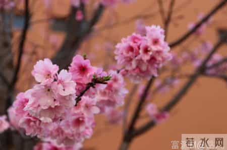 成长的脚印 作文,成长足迹 文-曹航溪