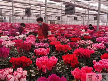 过春节的作文,青未了｜过年（散文）