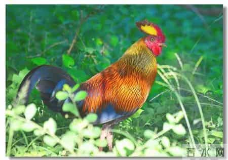 分享图片，威武漂亮的大公鸡。