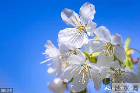 丑小鸭主要内容