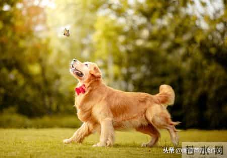 变形记,如何写出故事感——阿宝老师的“作文经”(二二七)