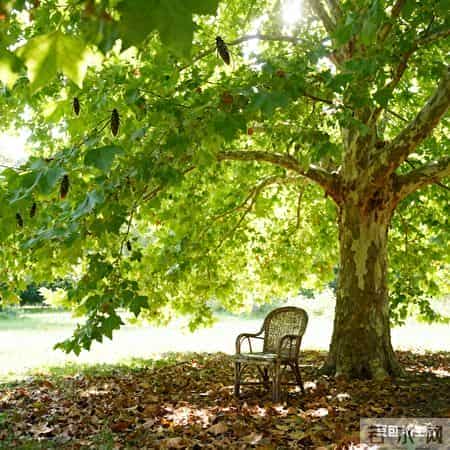 抒情散文·《时光煮雨，岁月回甘》