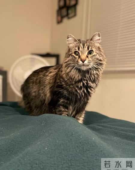 圣诞故事,寒冷的冬天，还好有这一波跟圣诞有关的治愈小故事