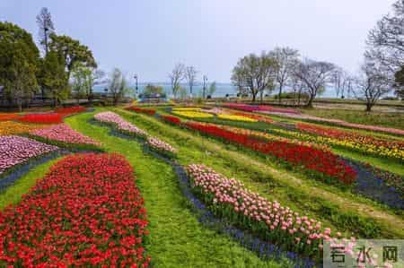 奶牛舞,80万株鲜花织出彩虹地毯,郁金香领衔武汉植物园荷兰风情节