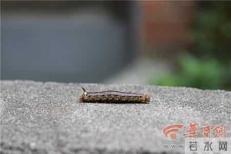 咖啡透翅天蛾成长记