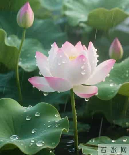 张晓磊爆款文章《爱的极致是放手，是成全，也是无奈》