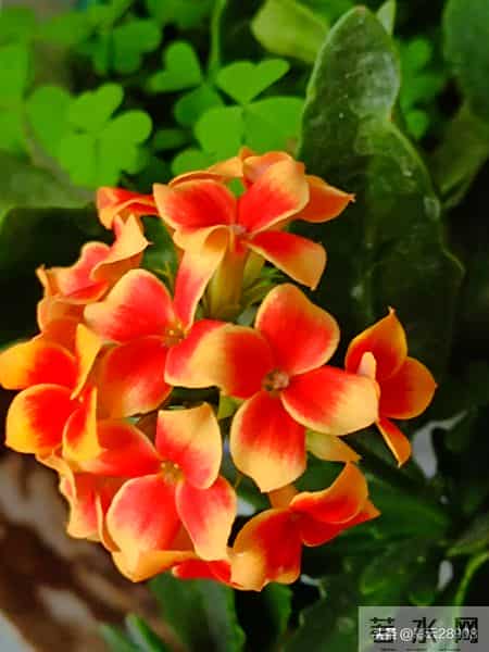 花团锦簇说课稿,小学美术花团锦簇说课稿