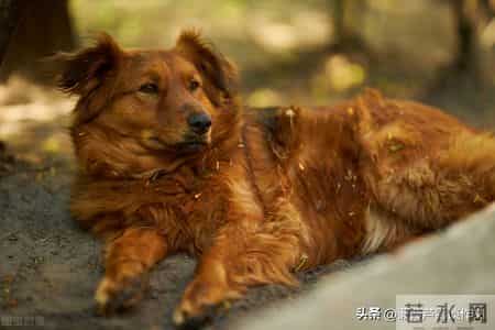 变形记,如何写出故事感——阿宝老师的“作文经”(二二七)