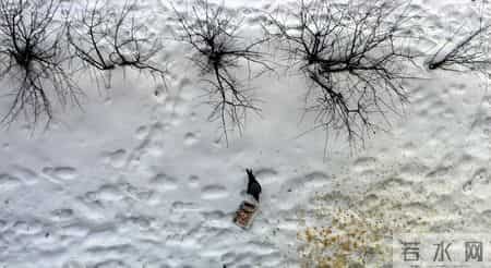 我的动物朋友小猫,我的动物朋友小猫600字