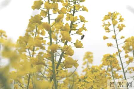 春天的课堂,赏春. 品春. 惜春 ——走进“春天的课堂”