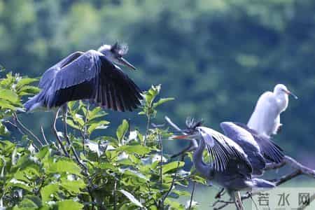 教学工作总结：2024年四年级语文下册教学工作总结