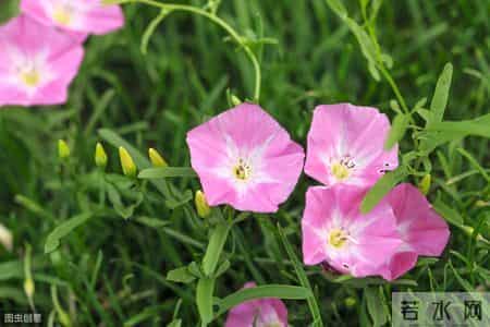 很漂亮的6种野花，农村很常见，比盆栽花卉还美