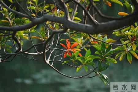 校园风景线,校园风景线广播稿